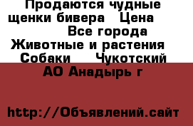 Продаются чудные щенки бивера › Цена ­ 25 000 - Все города Животные и растения » Собаки   . Чукотский АО,Анадырь г.